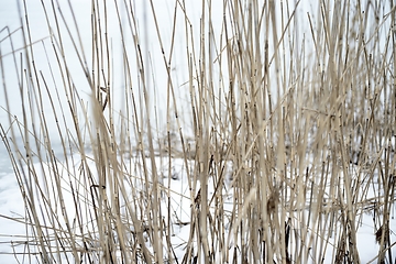 Image showing dry reeds on the lake