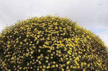 Image showing small yellow flowers form a hemisphere