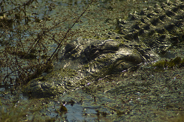 Image showing Aligator