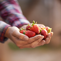 Image showing Closeup, person and hands with strawberries for harvest, food or fresh produce in agriculture, farming or nature. Farmer with bunch of red organic fruit for natural sustainability or healthy vitamins