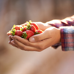 Image showing Strawberry, closeup and person with wellness, hands and harvest with sustainability and agriculture. Woman, farmer and vegan with fruit and organic with health and diet with vegetarian and gardener