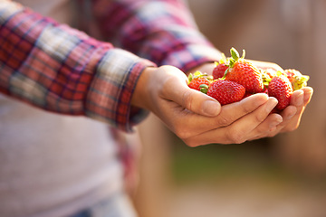 Image showing Closeup, person and hands with strawberries for food, fresh produce or harvest in agriculture, farming or nature. Farmer with bunch of red organic fruit for natural sustainability or healthy vitamins