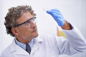 Image showing Science, laboratory and man with sample in petri dish for medical research, analysis and vaccine development. Healthcare, pharmaceutical and scientist with equipment for medicine, experiment or study