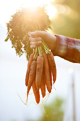 Image showing Closeup, person and hands with bunch of carrots for food, fresh produce or harvest in agriculture, farming or nature. Farmer with roots of organic vegetables for natural growth or sustainability