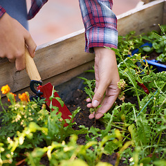 Image showing Closeup, person and hands with plants in harvest for food or fresh produce in agriculture, farming or nature. Farmer with bunch of leaves, seed or roots for natural sustainability or outdoor growth