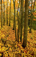 Image showing Golden Trail Through North Woods