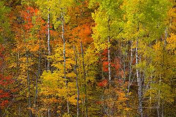 Image showing Detail Minnesota Hillside October