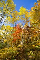 Image showing Autumn Path and Blue Sky