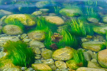 Image showing Serene underwater perspective of algae-covered stones in a sunli