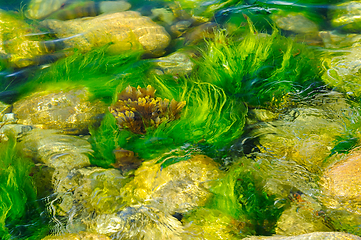 Image showing Underwater dance of vibrant green seaweed in a shallow rocky str