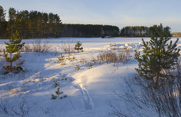 Image showing Winter Field in the North Woods