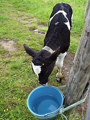 Image showing Cow