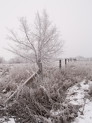 Image showing Fence & Tree in Winter