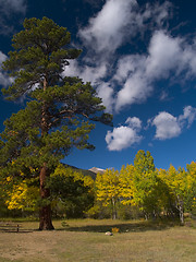 Image showing Evergreen in Autumn