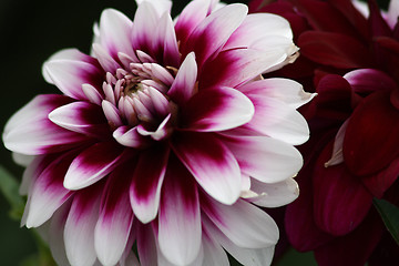 Image showing Dahlia