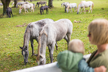 Image showing Rear view of woman and child observe horses grazing in a green rural field