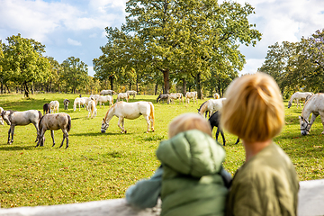 Image showing Rear view of woman and child observe horses grazing in a green rural field