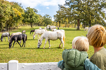 Image showing Rear view of woman and child observe horses grazing in a green rural field