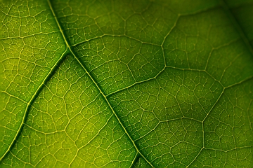 Image showing texture of green leaf 