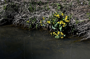 Image showing blooming marsh marigold in spring