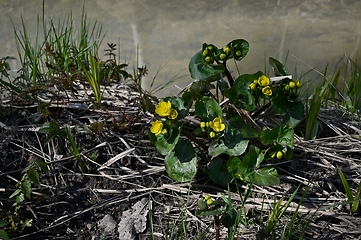 Image showing blooming marsh marigold in spring