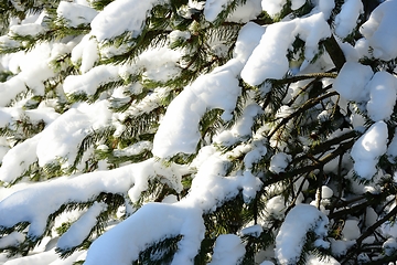 Image showing fir branches covered with snow