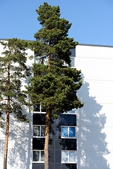 Image showing two pine trees next to a residential building