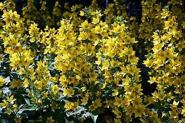 Image showing beautiful yellow loosestrife flowers