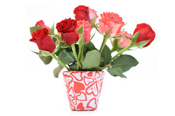 Image showing lots of roses