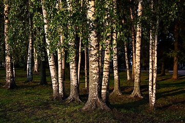 Image showing birch park illuminated by the light of the setting sun