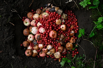 Image showing rotten apples and cherries in the compost 