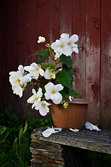 Image showing blooming begonia in a pot against the background of the red wall