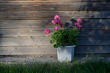 Image showing blooming garden pelargonium in the rays of the evening sun