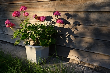 Image showing blooming garden pelargonium in the rays of the evening sun