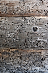 Image showing texture of the old wood damaged by woodworm