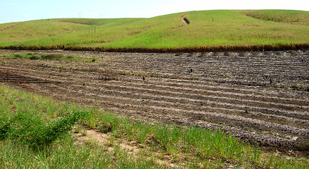 Image showing Burning land in sugar cane harvest