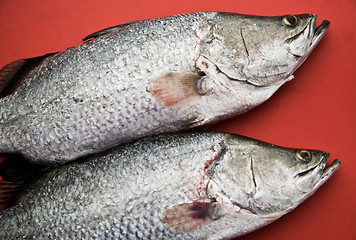 Image showing Two fish