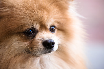 Image showing Pomeranian dog