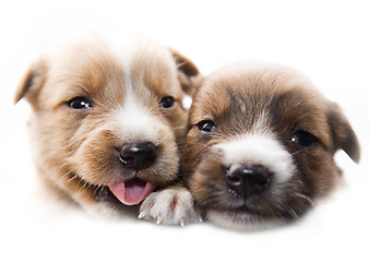 Image showing Cute puppies