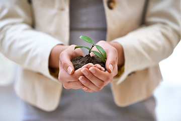 Image showing Hands, plant or woman with leaf for green business, soil or agriculture, startup or economy growth closeup. Sustainability, future or entrepreneur zoom with accountability, funding or ngo support