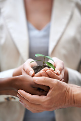 Image showing Business people, closeup and hands with a plant, soil and company growth with finance and nature. Group, professional network and coworkers with teamwork and seed funding for startup with development