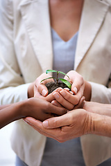 Image showing Business people, startup and hands with a plant, soil and company growth with finance and nature. Group, professional network and staff with teamwork and seed funding for organization with support