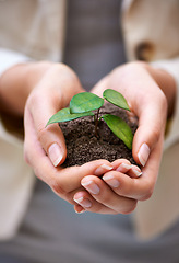 Image showing Plant, hands or woman with leaf for green business, soil or agriculture, startup or economy growth closeup. Sustainability, future or entrepreneur zoom with accountability, funding or ngo support