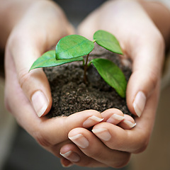 Image showing Hands, soil and woman with plant for earth day, future or eco business, funding or support closeup. Recycle, sustainability or female volunteer with leaf growth for agriculture, climate change or ngo