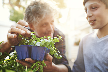 Image showing Gardening, plants and grandpa teaching child on greenery growth, development and environment. Agro, eco friendly and boy kid learning horticulture with senior man outdoor in backyard for hobby.