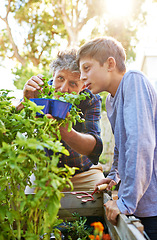 Image showing Gardening, plants and grandfather teaching child on greenery growth, development and environment. Agro, eco friendly and boy kid learning horticulture with senior man outdoor in backyard for hobby.