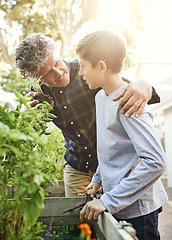 Image showing Gardening, plants and grandfather teaching boy on greenery growth, development and environment. Agro, eco friendly and child or kid learning horticulture with senior man outdoor in backyard for hobby