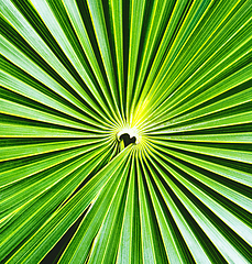 Image showing Palm Tree Background