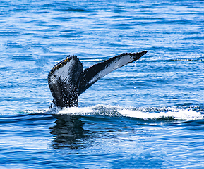 Image showing Tail of Humpback Whale