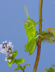 Image showing Egyptian Grasshopper washing with Drop Dew